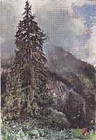 The large pine in Gastein, 1900, altrudolf
