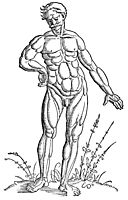 Muscle man standing, 1541, baldung