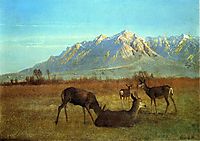Deer in a Mountain Home, 1879, bierstadt