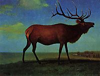 Elk, bierstadt