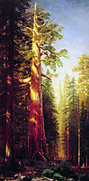 The Great Trees, Mariposa Grove, California, 1876, bierstadt