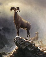 Rocky Mountain Sheep, c.1883, bierstadt