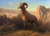 A Rocky Mountain Sheep, Ovis, Montana, c.1879, bierstadt