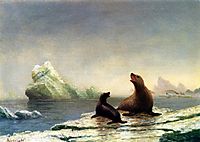 Seals, bierstadt