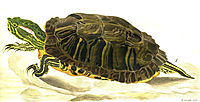 Painting of Trachemys scripta elegans (Wied), 1865, bodmer