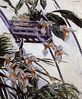 Orchids, 1893, caillebotte
