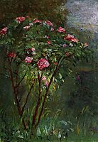 Rose Bush in Flower, 1884, caillebotte
