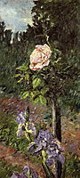 Rose with Purple Iris, Garden at Petit Gennevilliers, c.1892, caillebotte