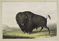 Buffalo Bull Grazing, 1845, catlin