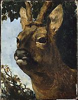 Head of a Young Doe, courbet