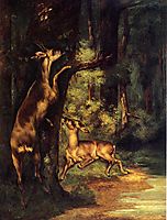 Male and Female Deer in the Woods, 1864, courbet