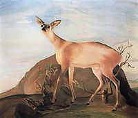 Deer, 1893, csontvary
