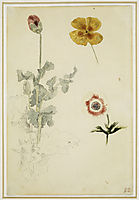 Study of Flowers, 1850, delacroix