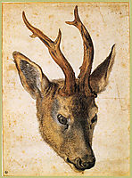 Head of a Stag, c.1503, durer