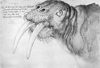 Head of a walrus, 1521, durer