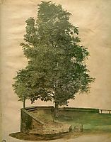 Linden Tree on a Bastion, 1494, durer