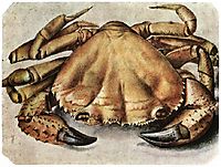 Lobster , 1495, durer