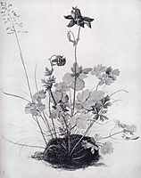 The Piece Of Turf With The Columbine, 15, durer
