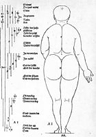 Rear view of the female, 1528, durer