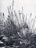 The So-Called Great Piece Of Turf, 1503, durer