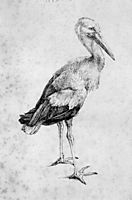 Stork, durer