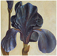 Troiana Iris (Detail), durer