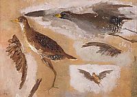 Studies of Game Birds, probably Viginia Rails, eakins