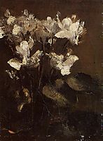 Fleurs, cyclamens, 1860, fantinlatour