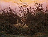 Swans among the reeds at the first Morgenro, friedrich
