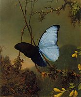 Blue Morpho Butterfly, 1865, heade