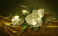 Magnolias on Gold Velvet Cloth, 1890, heade
