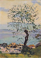 Willow tree by the lake, 1890, hodler