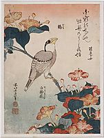 Grosbeak and mirabilis, 1834, hokusai