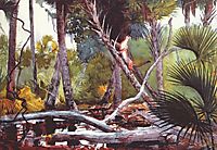In the jungle, Florida, 1904, homer
