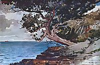 North road, Bermuda, 1900, homer
