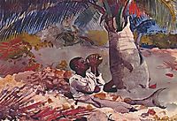 Under the coco palm, 1898, homer
