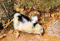 John Ruskin-s dead chick, hunt