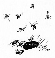 Insects, kittelsen