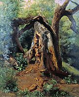 An old tree, 1859, lagorio