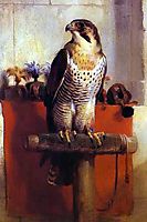 The Falcon, 1837, landseer
