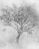 Study of a Lemon Tree, 1859, leighton