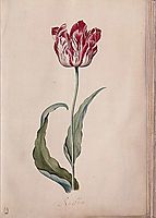 Tulip, c.1643, leyster
