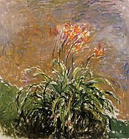 Hamerocallis, 1917, monet