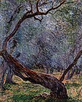 Olive Trees (Study), 1884, monet