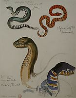 Four studies of snakes, moreau