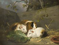 Guinea Pigs, 1792, morland