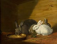 Rabbits, morland