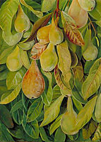 Cabazina Pears, Brazil, north