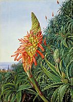 Common Aloe in Flower, Teneriffe, 1875, north