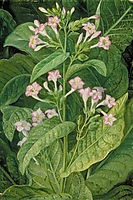 Common Tobacco, north